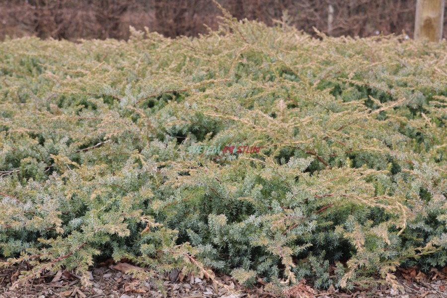 jalovec poben Schlager - Juniperus conferta Schlager