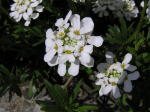 iberka vdyzelen - Iberis sempervirens