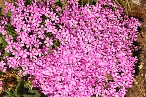 plamenka dlovit - Phlox subulata