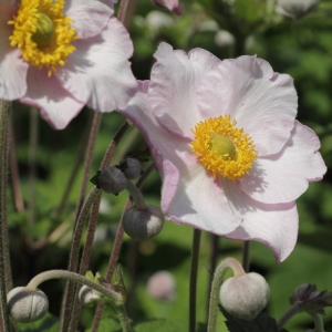 sasanka japonsk - Anemone hupehensis