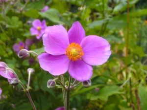 sasanka japonsk - Anemone hupehensis