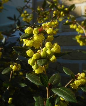 dil Julianin - Berberis julianae