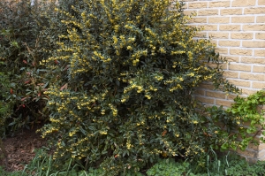 dil Julianin - Berberis julianae