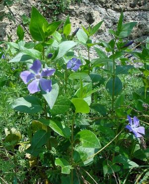 brl vt - Vinca major