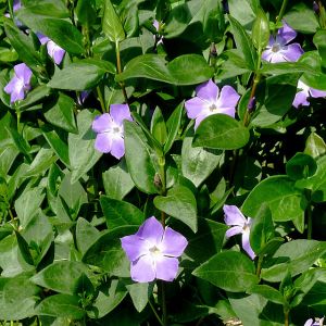 brl vt - Vinca major