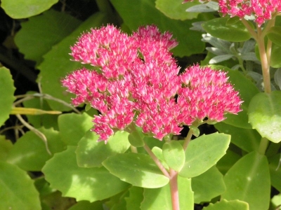 rozchodnk ndhern - Sedum spectabile