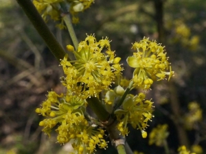 dn jarn - Cornus mas