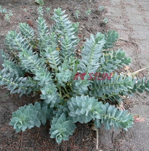 pryec myrtovit - Euphorbia myrsinites