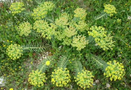 pryec myrtovit - Euphorbia myrsinites