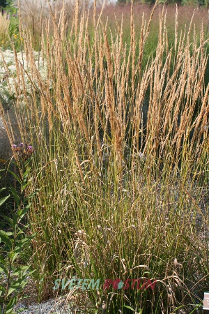 ttina Karl Foerster - Calamagrostis  acutiflora Karl Foerster