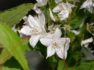 trojpuk thl - Deutzia gracilis