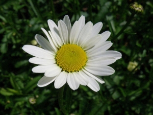 kopretina bl - Leucanthemum vulgare