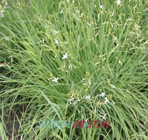 blozka vtevnat - Anthericum ramosum