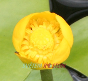 stulk lut - Nuphar lutea