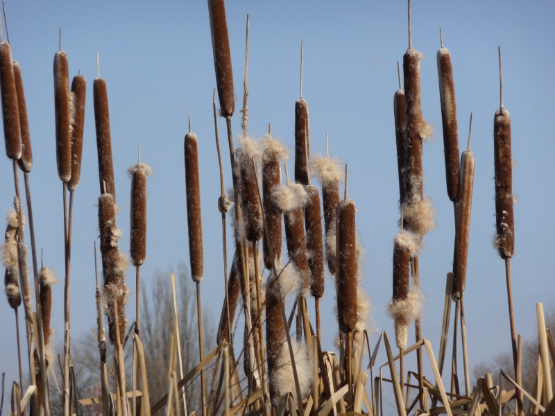 orobinec irokolist - Typha latifolia