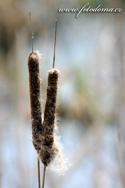 orobinec irokolist - Typha latifolia