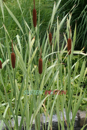 orobinec irokolist Variegata - Typha latifolia Variegata