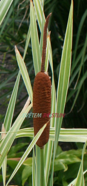 orobinec irokolist Variegata - Typha latifolia Variegata