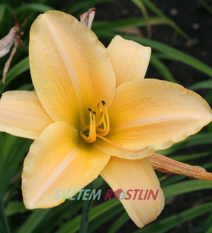 denivka hybrid Parian China - Hemerocallis hybrida Parian China