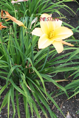 denivka hybrid Parian China - Hemerocallis hybrida Parian China