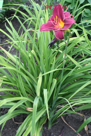 denivka hybrid Zorro - Hemerocallis hybrida Zorro