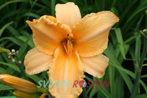 denivka hybrid Ruffled Apricot - Hemerocallis hybrida Ruffled Apricot