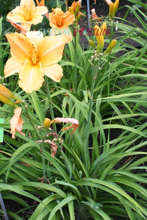 denivka hybrid Ruffled Apricot - Hemerocallis hybrida Ruffled Apricot