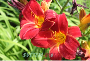 denivka hybrid American Revolution - Hemerocallis hybrida American Revolution