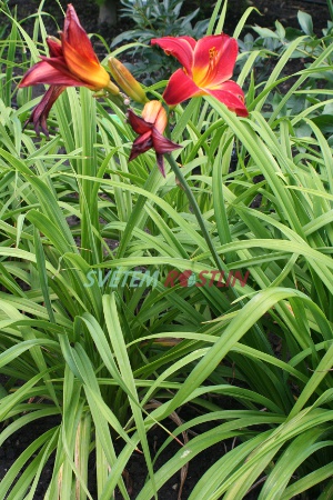 denivka hybrid American Revolution - Hemerocallis hybrida American Revolution