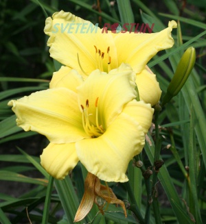 denivka hybrid Natzohm - Hemerocallis hybrida Natzohm