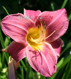 denivka hybrid Kaete Waechter - Hemerocallis hybrida Kaete Waechter