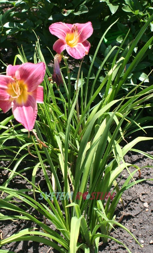 denivka hybrid Kaete Waechter - Hemerocallis hybrida Kaete Waechter