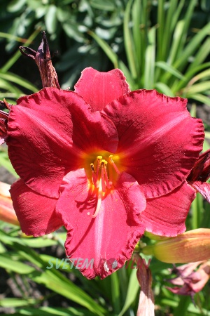 denivka hybrid Flamenco Queen - Hemerocallis hybrida Flamenco Queen