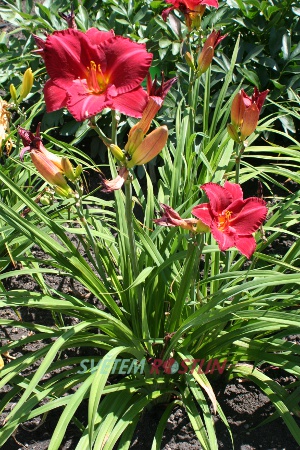 denivka hybrid Flamenco Queen - Hemerocallis hybrida Flamenco Queen