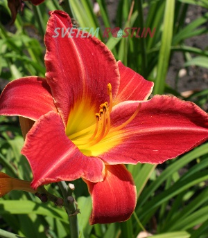 denivka hybrid Fly Catcher - Hemerocallis hybrida Fly Catcher