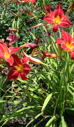 denivka hybrid Fly Catcher - Hemerocallis hybrida Fly Catcher