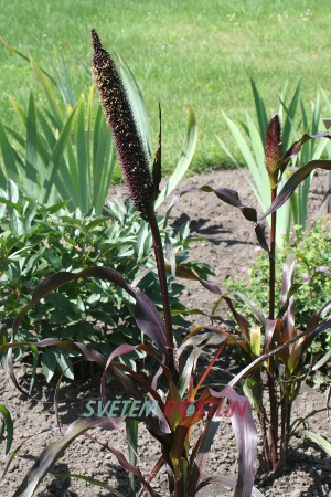 dochan klasnat Black Knight - Pennisetum glaucum Black Knight