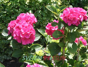 hortenzie velkolist Masja - Hydrangea macrophylla Masja