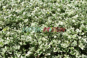 brslen Fortunev Silver Queen - Euonymus fortunei Silver Queen