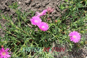 kosmatec - Delosperma cooperi