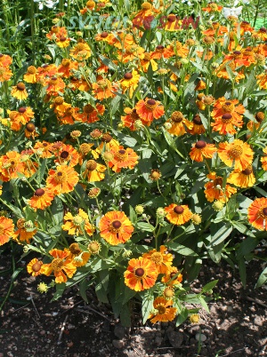 zplevk Waltraut - Helenium Waltraut