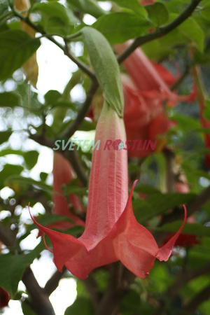 durman  candida - Brugmansia  candida