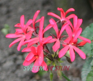 pelargonie Brockbury Scarlet - Pelargonium Brockbury Scarlet