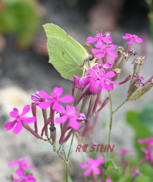 silenka svazit - Silene armeria