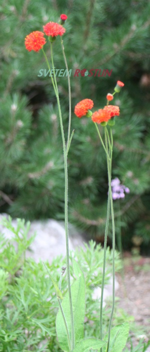 Emilia coccinea