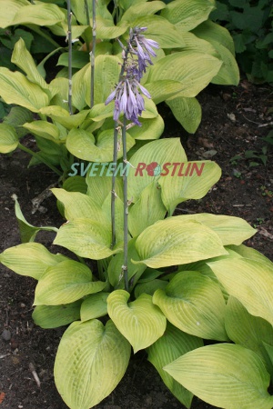 bohyka Gold Regal - Hosta Gold Regal