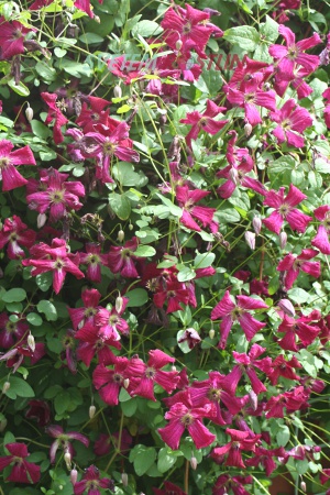 plamnek vlask Rubra - Clematis viticella Rubra