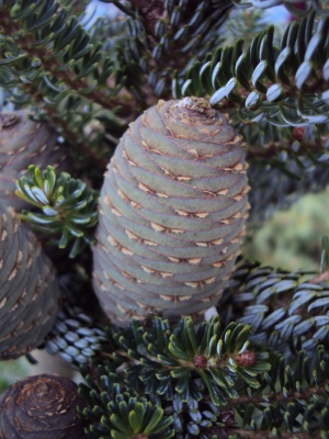 jedle korejsk Horstmann - Abies koreana Horstmann