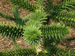 blahoet chilsk - Araucaria araucana