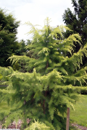 cedr atlask Aurea - Cedrus atlantica Aurea